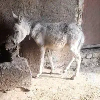کره خر سالم سلامت  علف میخوره