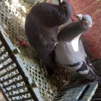 پرنده