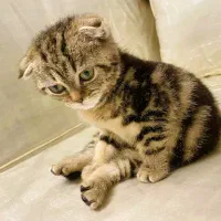 گربه اسکاتیش ماده بلک گلد اصیل