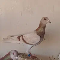 سرخ فیلی