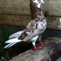 کبوتر