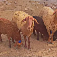 گوسفند|حیوانات مزرعه|نیشابور, شهرک رضوی|دیوار