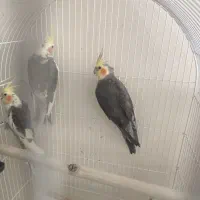 عروس هلندی ماده