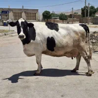 گاو سوپر شیر