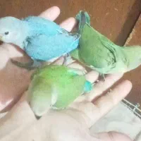 جوجه طوطی برزیلی