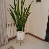 دو گل ریشه ای بزرگ و زیبا و با دوام