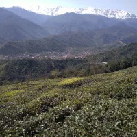 باغ چایی به همراه منزل مسکونی