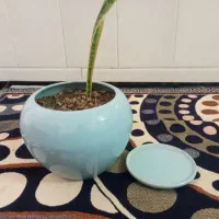 جای گلدان سالم