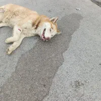 سگ هاسکی