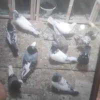 سلام‌فروش‌کبوترسوقدیم‌خال‌خوب