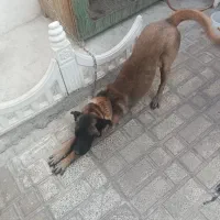 سگ نگهبان