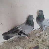 سبز|پرنده|بهار, |دیوار