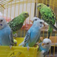 مرغ عشق