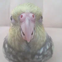گمشده