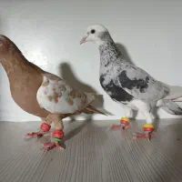 کفتر سار ساده کلاغ