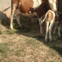گاو مونت سیمنتال شکم اول باگوساله سمینتال