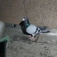 کفتر سبز نر ضد وخوردی