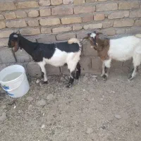 کره نر دوقلو چراکی