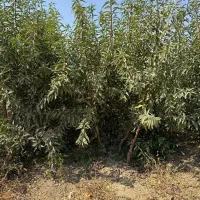 نهال بادام فرانیس باردهی و پر چرب