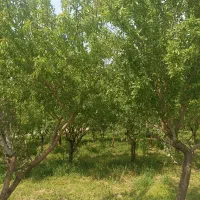 فروش-باغ