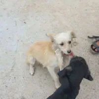 ماده پاکوتا