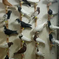 چخ کفتررنگی کله سینه کرباتی طوقی