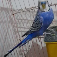 مرغ عشق