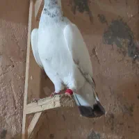 مجسمه دستبر ماده آلمانی