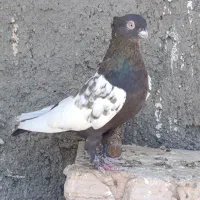 سینه مشکی و ساده افشون