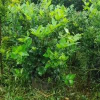فروشی|عمده‌فروشی|واجارگاه, |دیوار