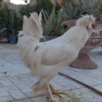 خروس سلطان