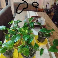 گل و گیاه ( پتوس-اسکاندیس ـ انجیری -بونسای و .