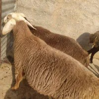 بره چینی