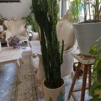 گل‌‌افوریاخیل‌قشنگ‌وزیبا