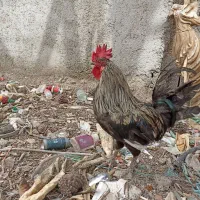 خروس