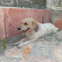 سگ ماده