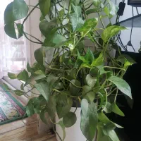 گل پتوس طبیعی