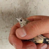 جوجه سهره