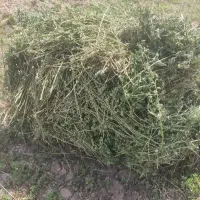 یونجه