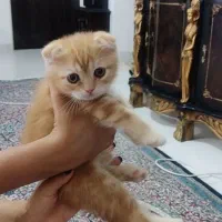 گربه اسکاتیش دبل فولد