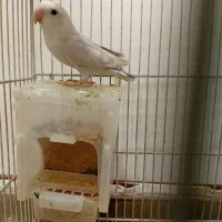 طوطی برزیلی نر