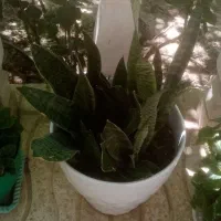 فروش گل‌های طبیعی