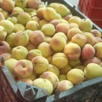هلو ریز