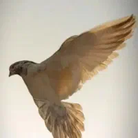 پرنده