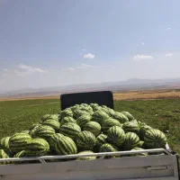 هندوانه سوپر قزوین سر زمین آماده بارگیری