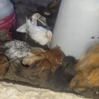 جوجه گلین