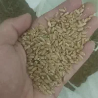 فروش گندم دیم