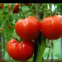 صیفی جات نشا گوجه فرنگی