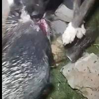 سگ شکاری