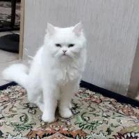دو تا گربه ۸ ماهه